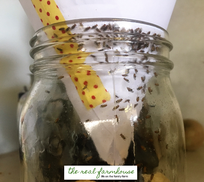 How to get rid of fruit flies naturally