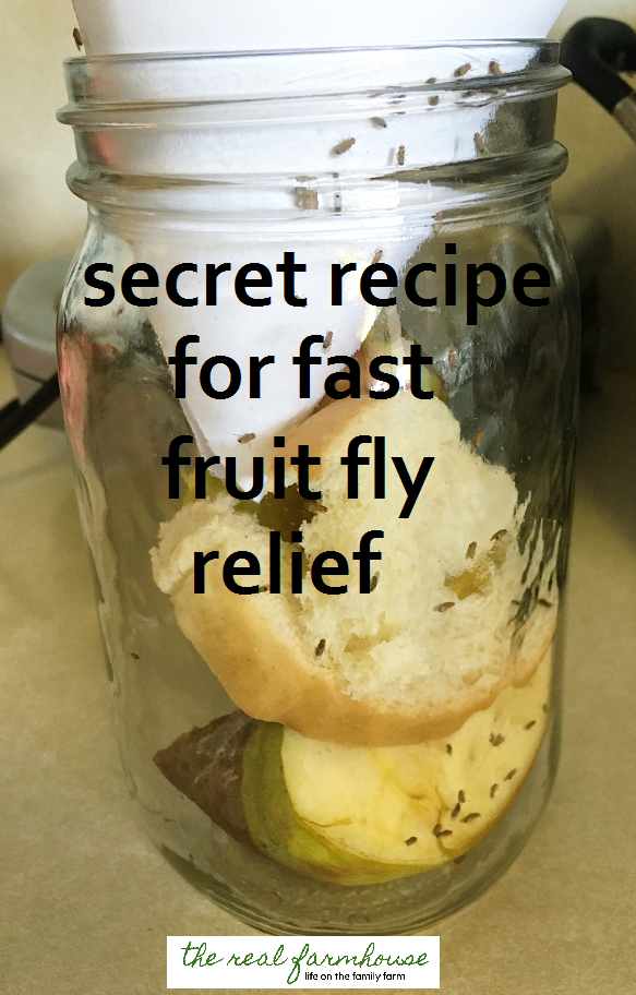 How To Get Rid Of Fruit Flies: 6 DIY Fly Traps - Farmers' Almanac - Plan  Your Day. Grow Your Life.