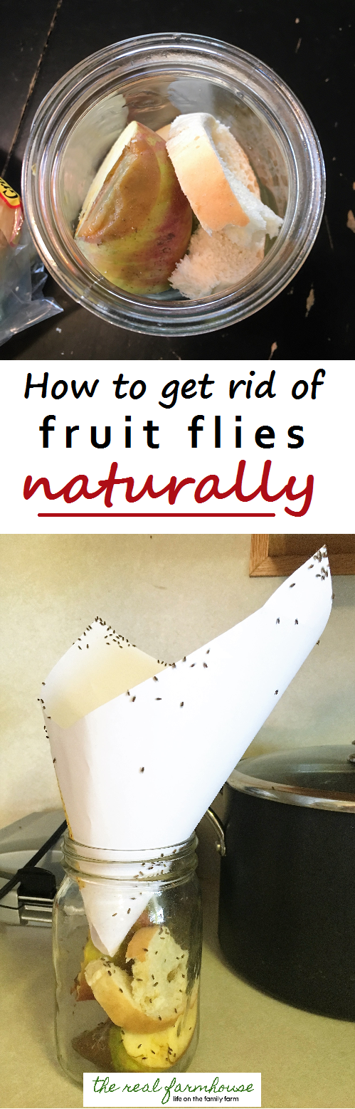 How to get rid of fruit flies naturally