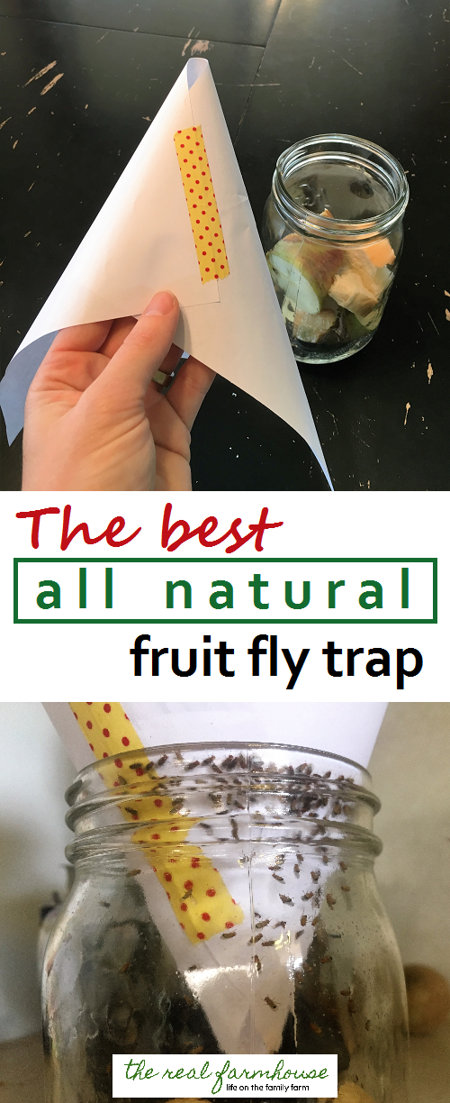Fruit Fly Trap  The Natural, Safe Way to Remove Fruit Flies!