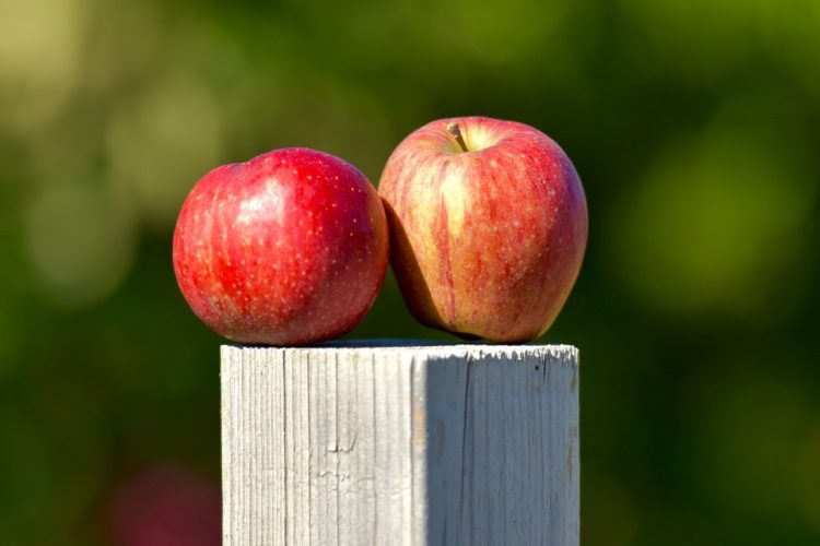 How to save thousands on your dream orchard