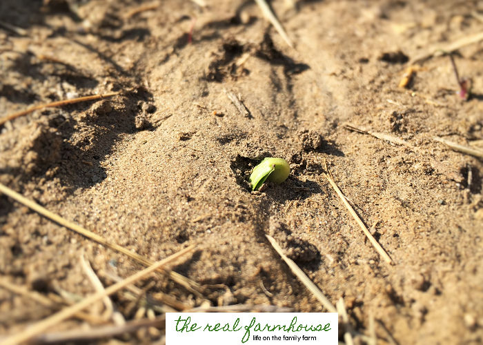 How to get your baby seedlings to come up 24 hours earlier