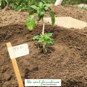 We save over $2,400 every year by growing our garden, you will never ...