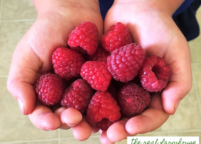 The 3 biggest factors in how big and juicy your raspberry fruit gets