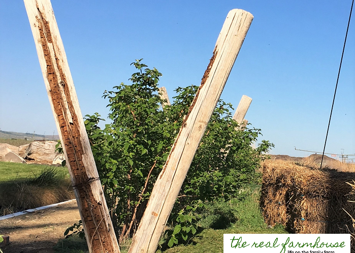 The secret to getting your raspberries plants to stay put!