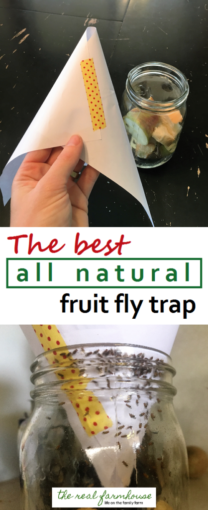 how-to-get-rid-of-fruit-flies-naturally